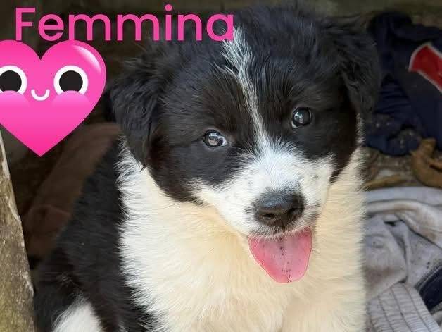 Adozione cane, femmina, Razza sconosciuta Razza sconosciuta, 1 mese, taglia media, Roma
