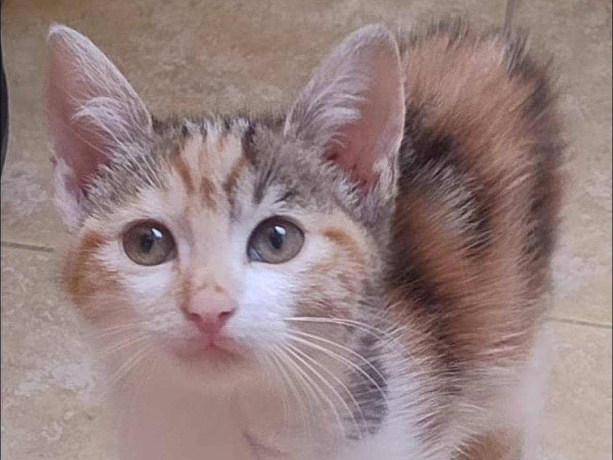 Adozione gatto, femmina, Razza sconosciuta Razza sconosciuta, 1 mese, taglia non valida, Roma