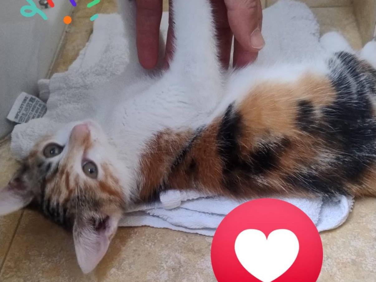 Adotta un gatto, femmina, 1 mese, Roma