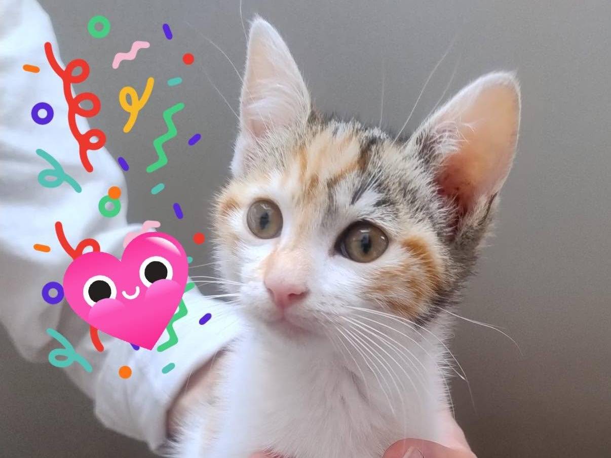 Adotta un gatto, taglia non valida, femmina, Roma