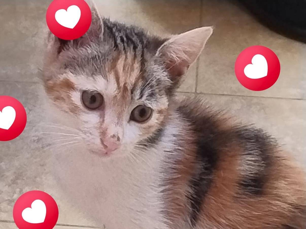 Vuoi adottare un gatto a Roma?