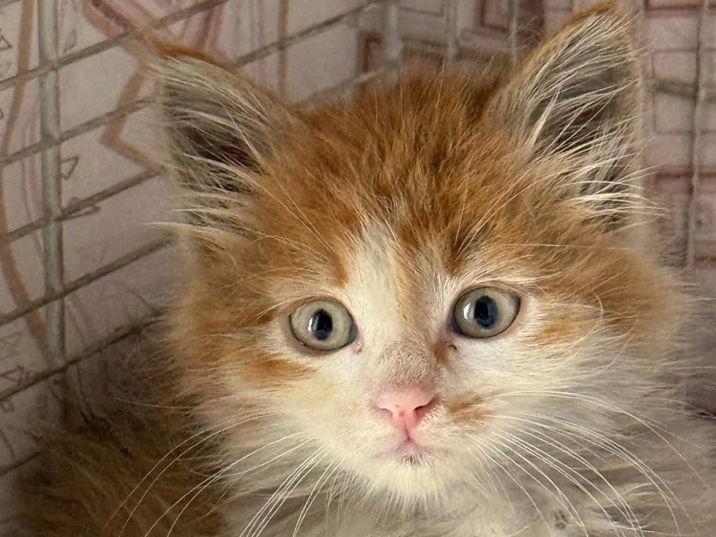 Adozione gatto, femmina, Razza sconosciuta Razza sconosciuta, 2 mesi, taglia non valida, Roma