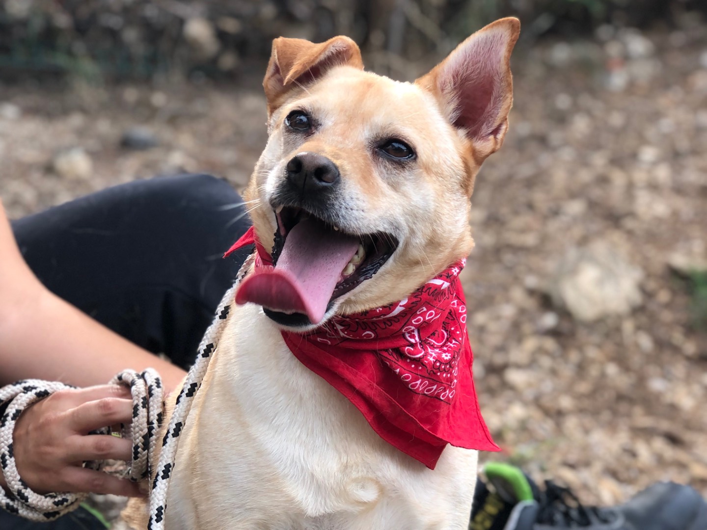 Adozione cane, maschio, Razza sconosciuta Razza sconosciuta, 4 anni e 7 mesi, taglia media, Latina