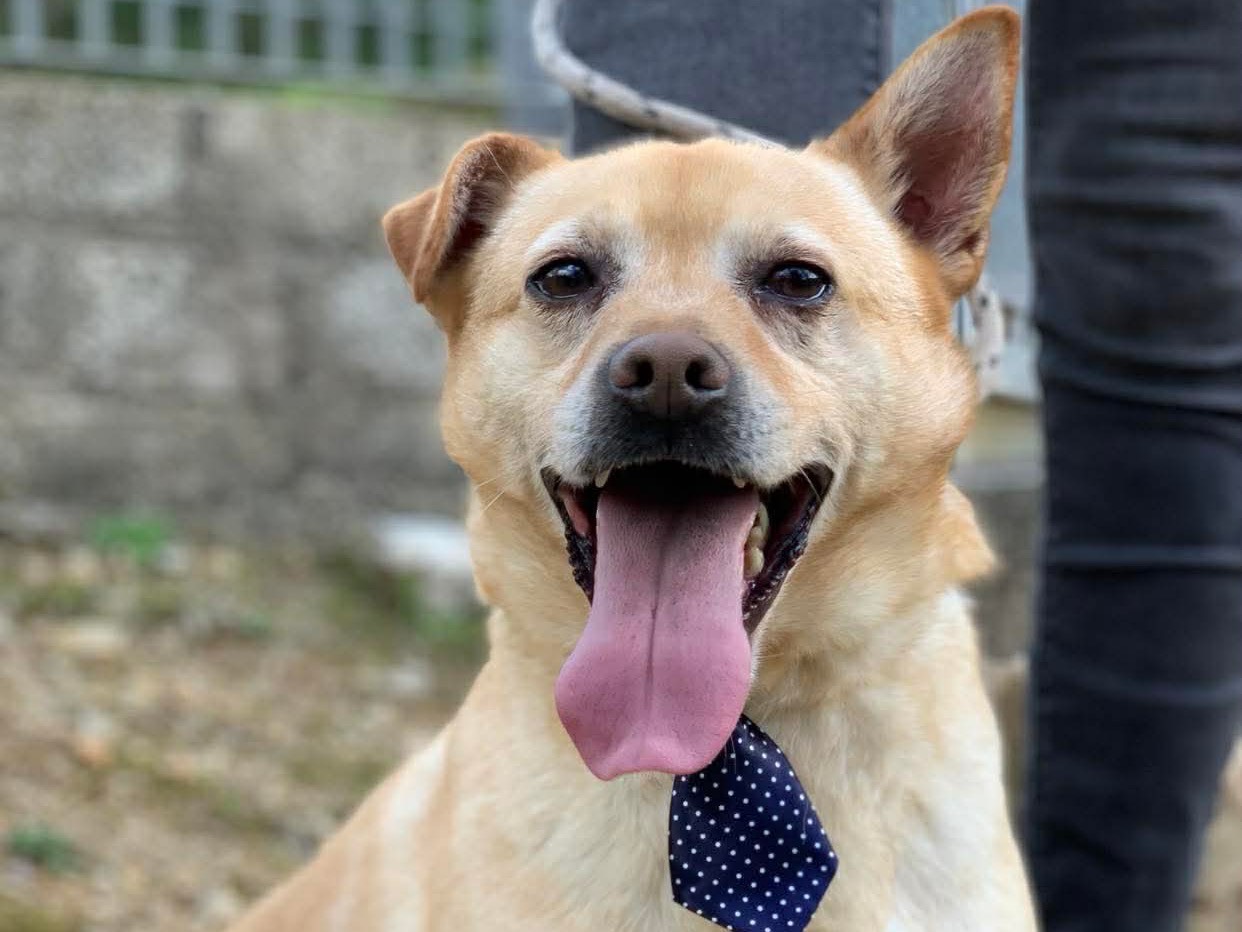 Adotta un cane, maschio, 4 anni e 7 mesi, Latina
