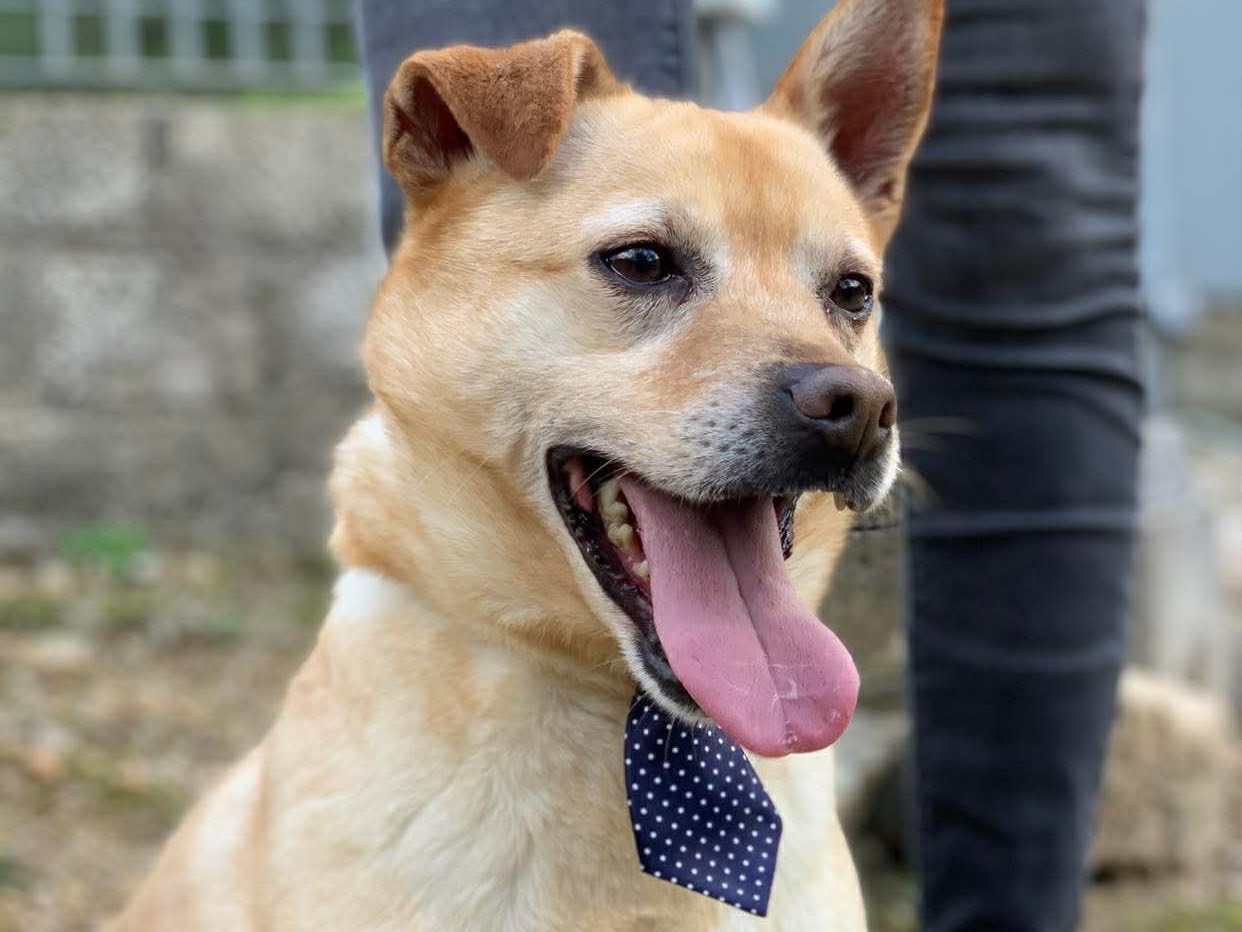 Adotta un cane, taglia media, maschio, Latina