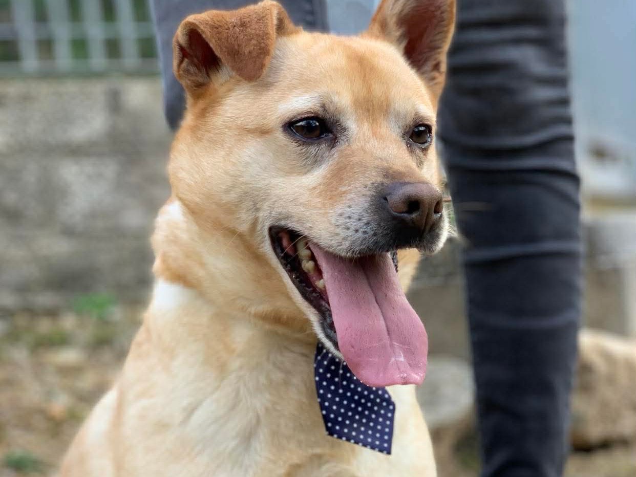 Adotta il cane Casper a Latina