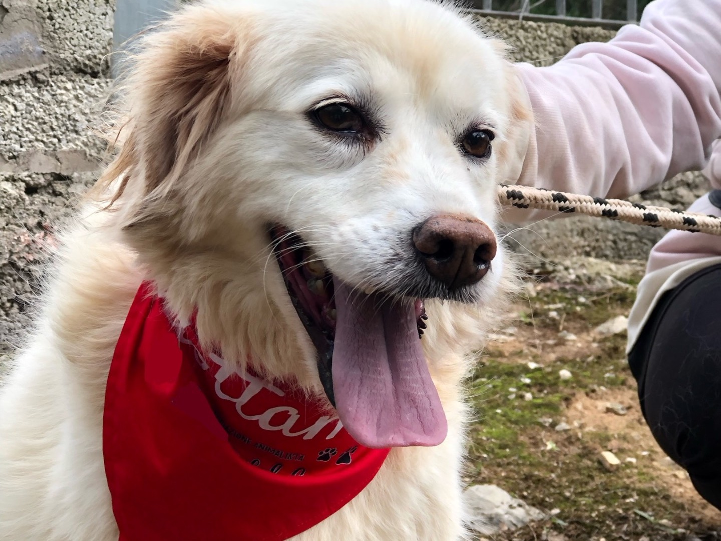 Adotta un cane, taglia media, femmina, Latina