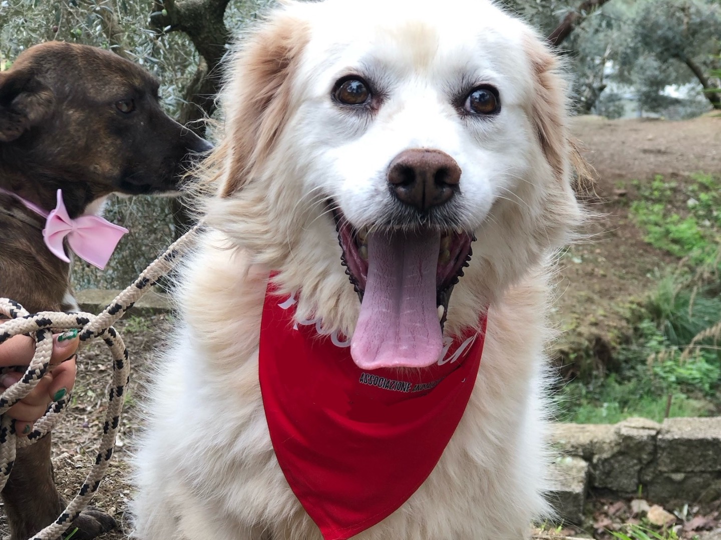 Vuoi adottare un cane a Latina?