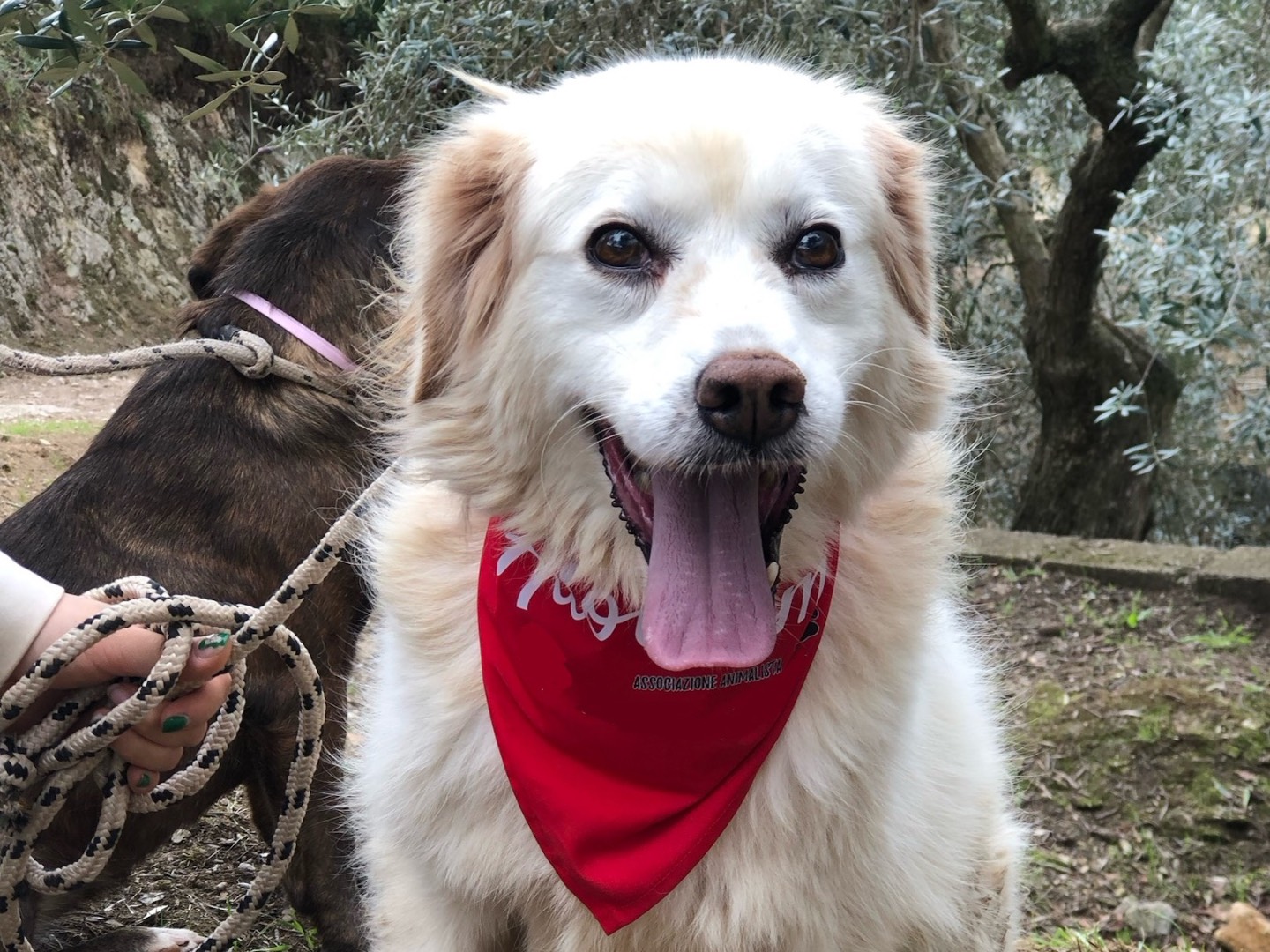 Adozione cane, femmina, Razza sconosciuta Razza sconosciuta, 8 anni e 3 mesi, taglia media, Latina