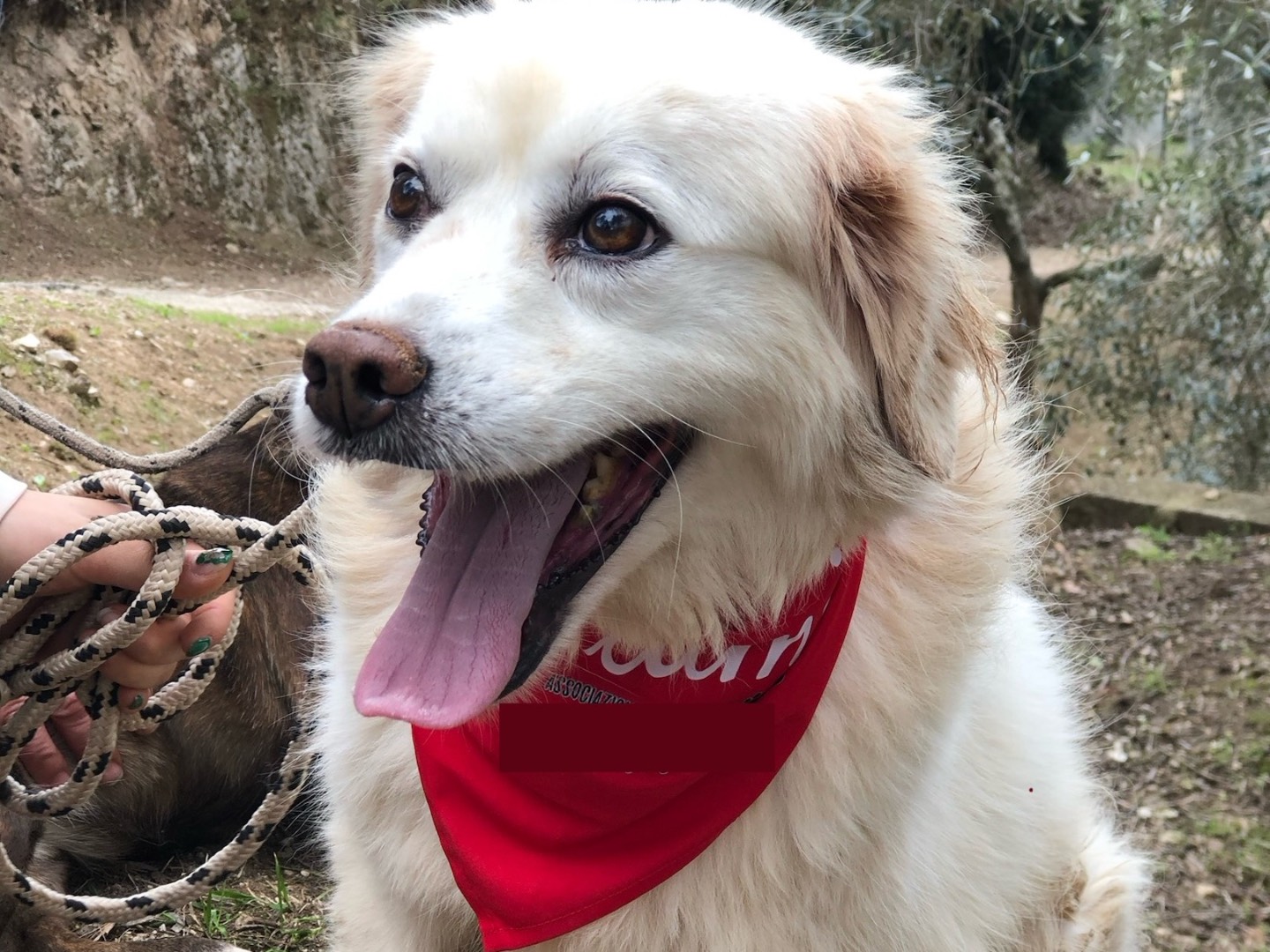 Adotta il cane Danita  a Latina