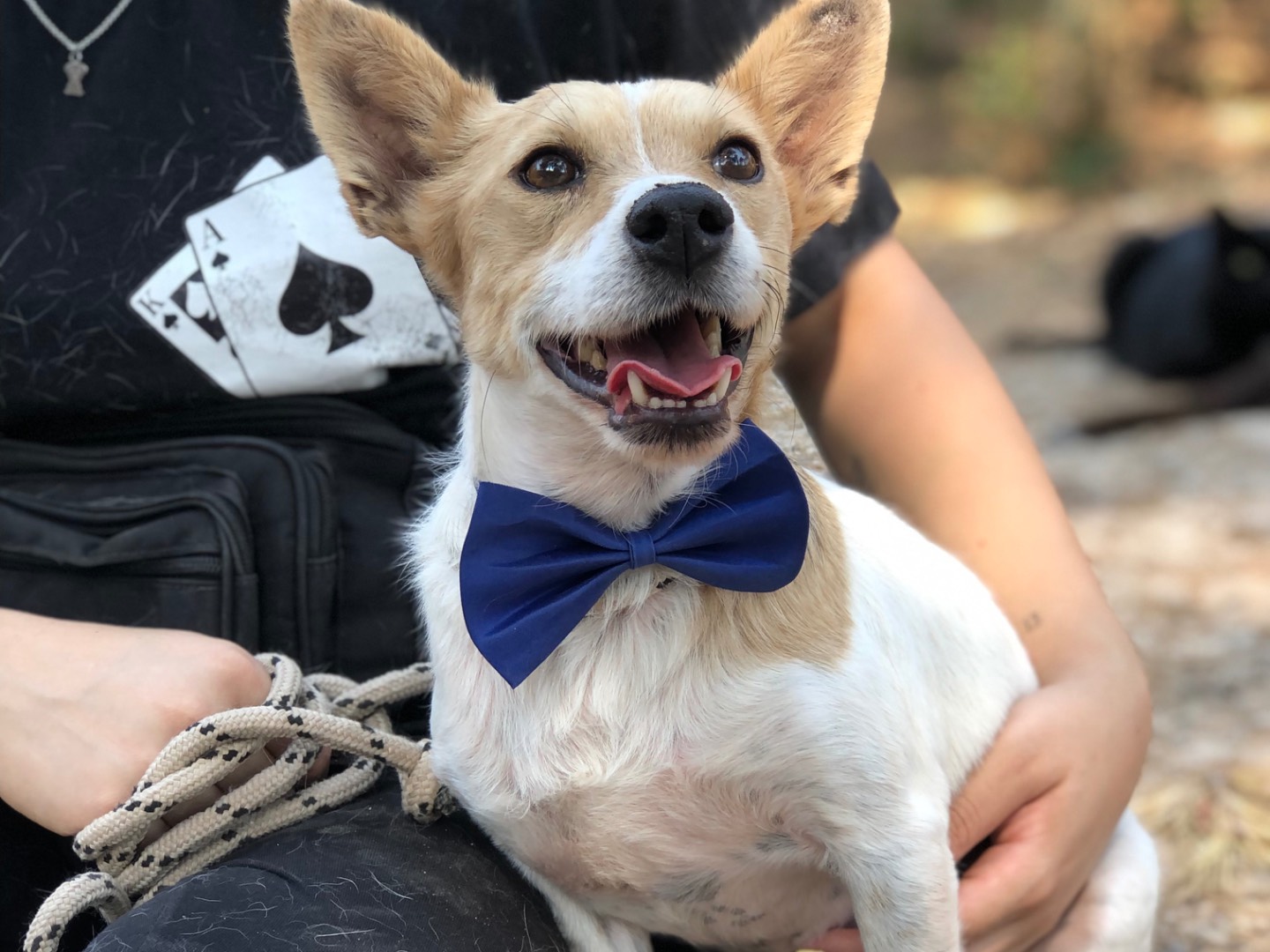 Adotta un cane, maschio, 7 anni e 7 mesi, Latina