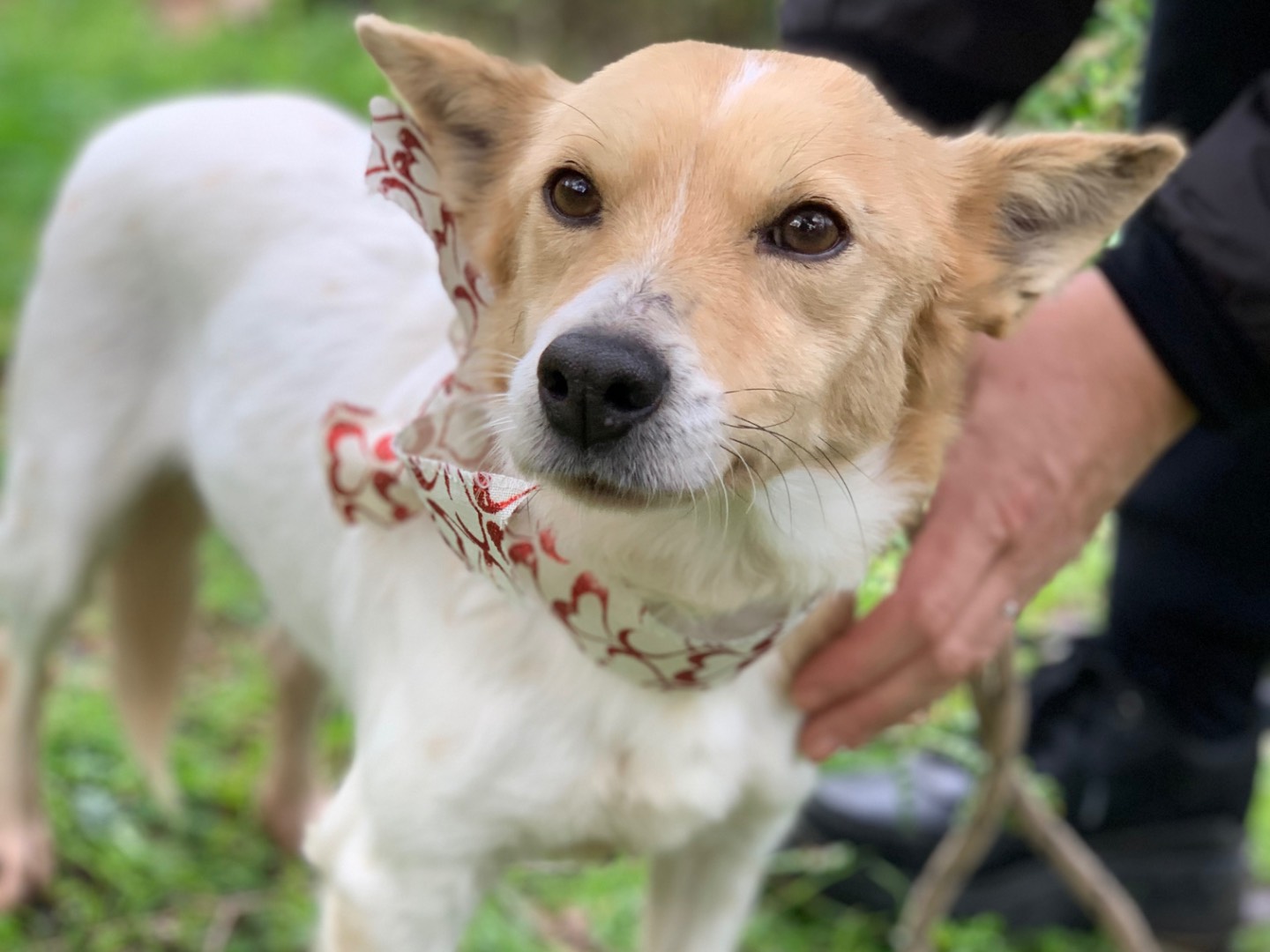 Adotta un cane, taglia piccola, maschio, Latina
