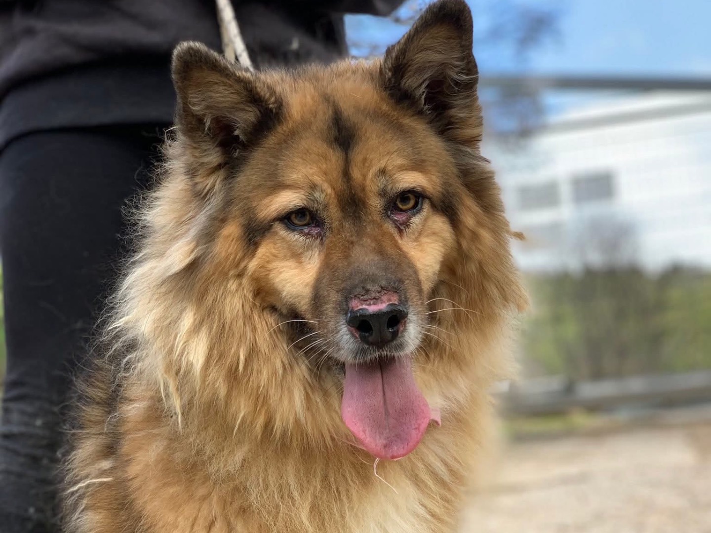 Adozione cane, femmina, Razza sconosciuta Razza sconosciuta, 4 anni e 10 mesi, taglia media, Latina