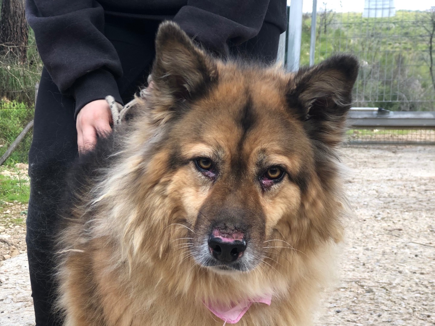 Adotta un cane, taglia media, femmina, Latina