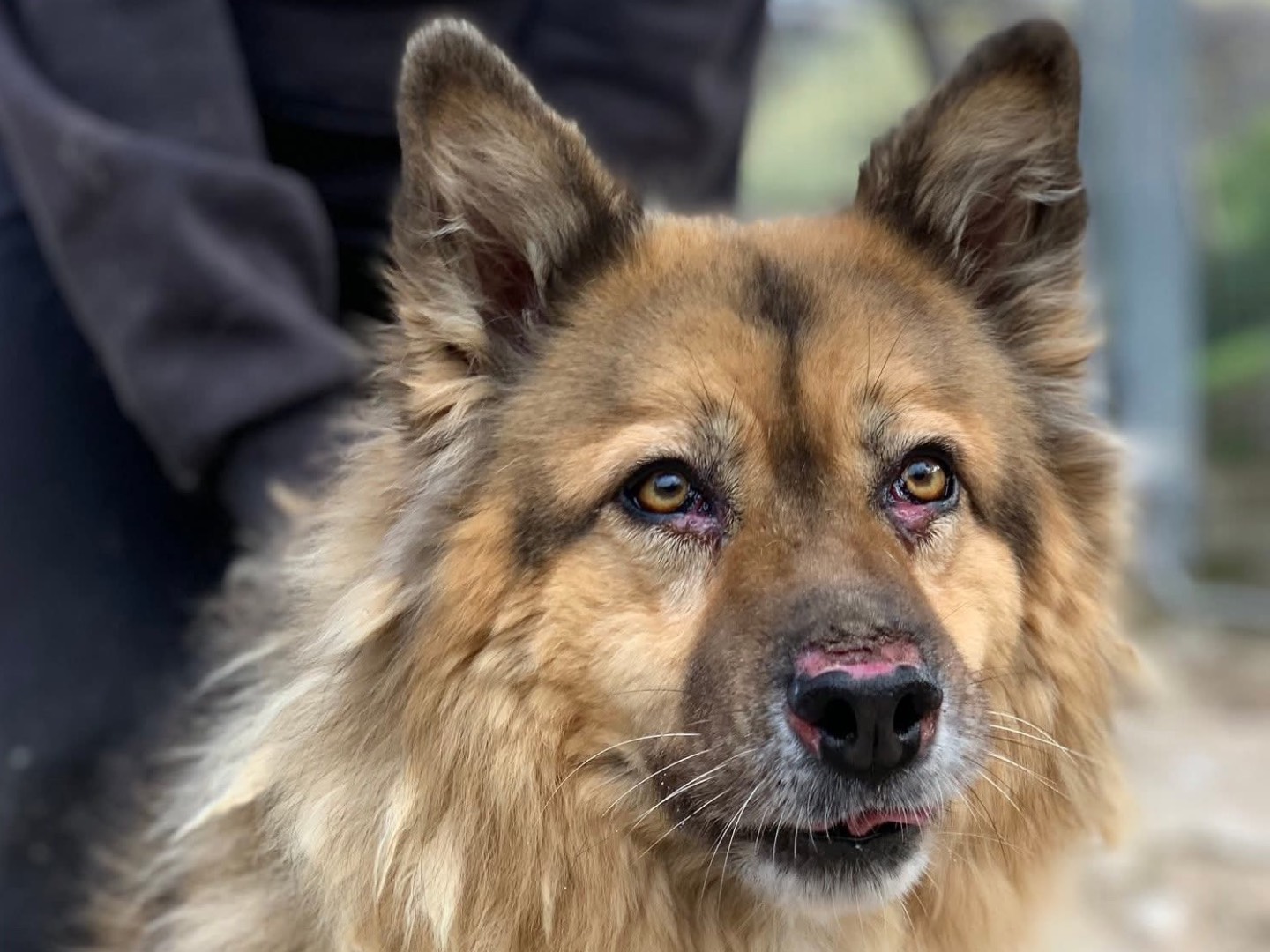 Adotta un cane, femmina, 4 anni e 10 mesi, Latina