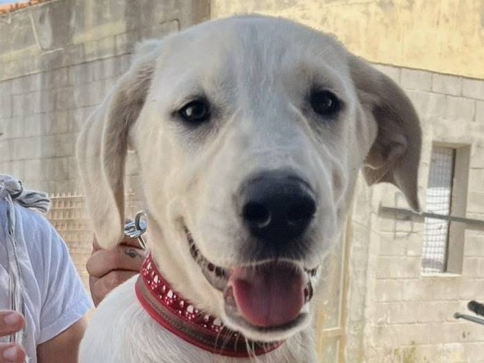 Adozione cane, maschio, Razza sconosciuta Razza sconosciuta, 4 mesi, taglia media, Crotone