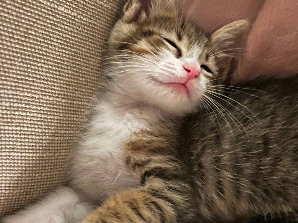 Adotta un gatto, taglia non valida, maschio, Trapani