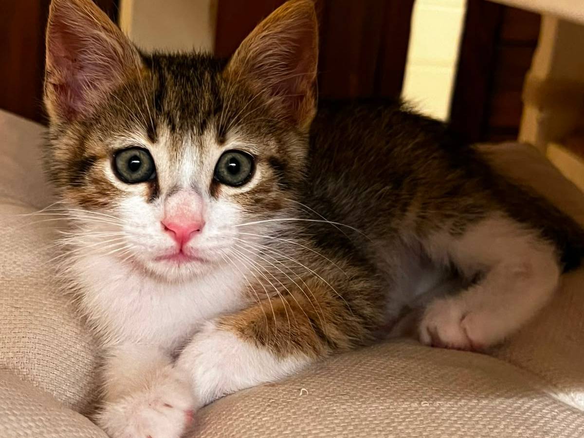 Vuoi adottare un gatto a Trapani?