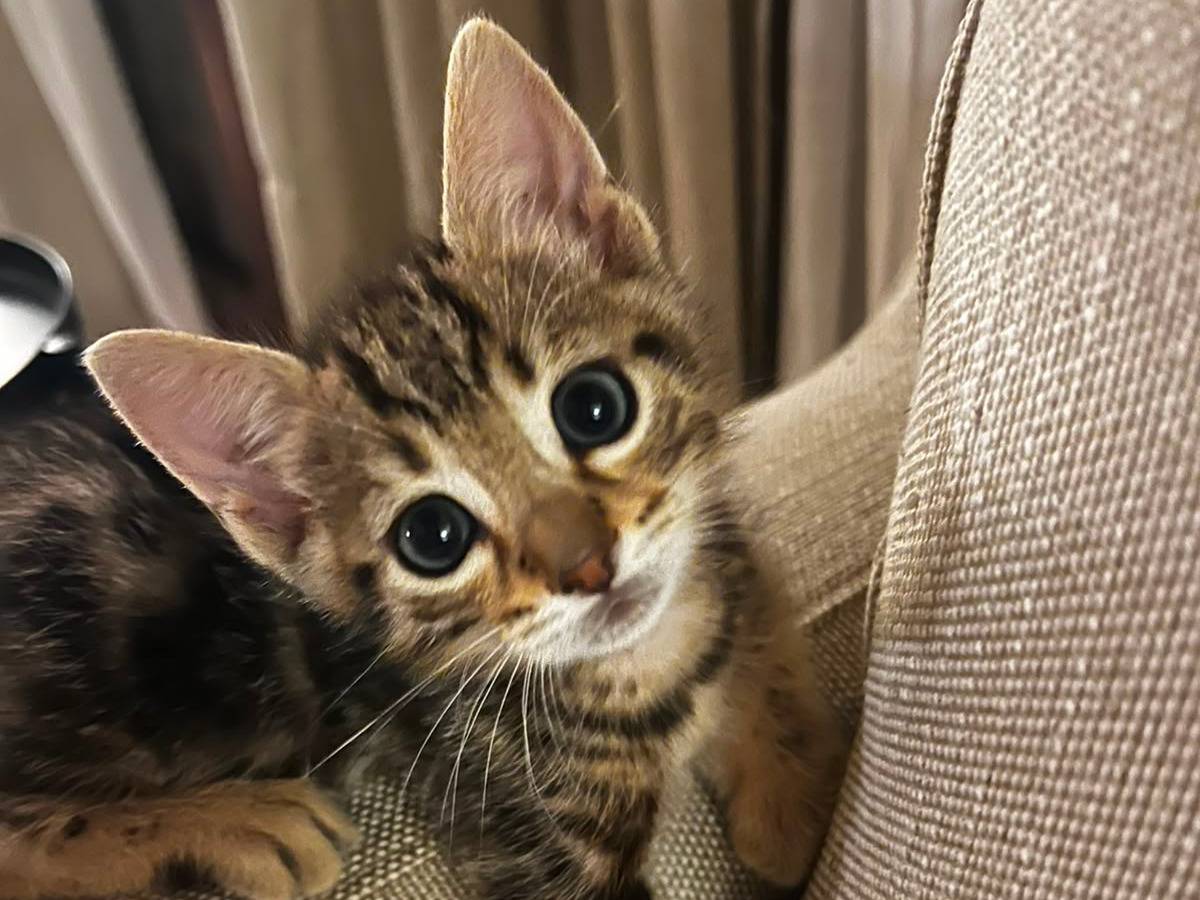 Adotta un gatto, maschio, 2 mesi, Trapani