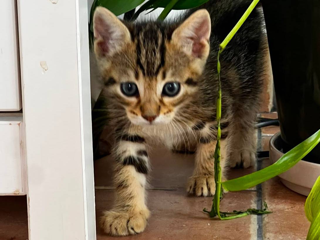Adotta un gatto, taglia non valida, maschio, Trapani