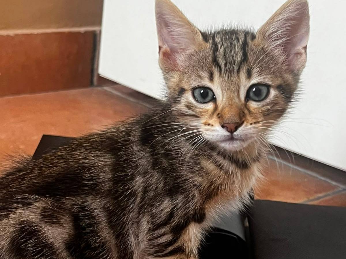 Vuoi adottare un gatto a Trapani?