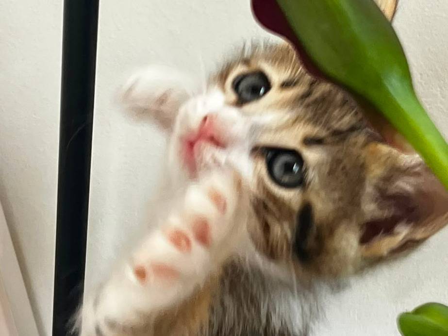 Adozione gatto, maschio, Razza sconosciuta Razza sconosciuta, 1 mese, taglia non valida, Trapani
