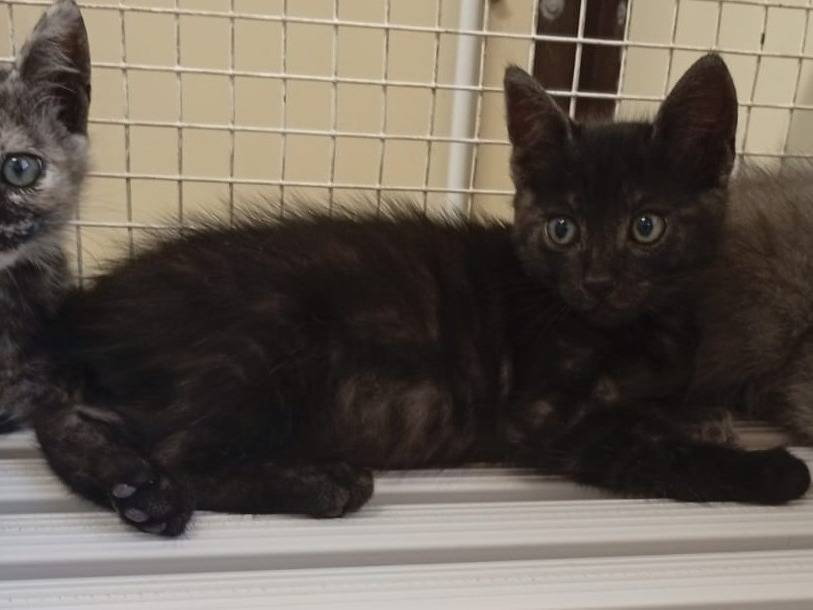 Adozione gatto, maschio, Razza sconosciuta Razza sconosciuta, 2 mesi, taglia non valida, Ravenna