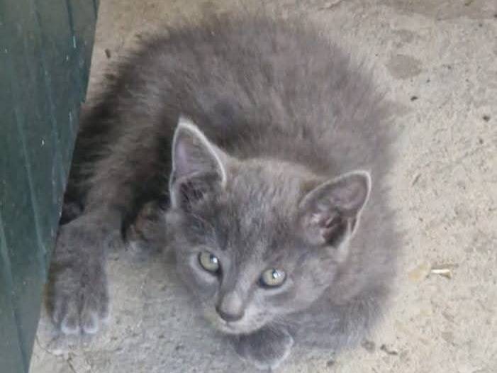 Adozione gatto, femmina, Razza sconosciuta Razza sconosciuta, 2 mesi, taglia non valida, Ravenna