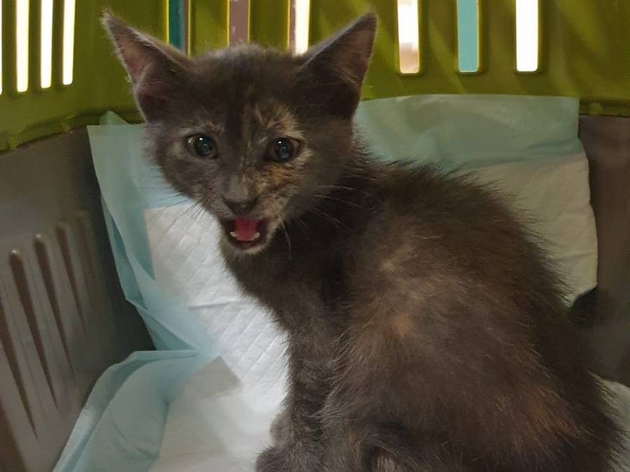 Adozione gatto, femmina, Razza sconosciuta Razza sconosciuta, 2 mesi, taglia non valida, Ravenna