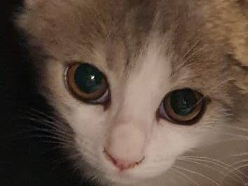 Adozione gatto, maschio, Razza sconosciuta Razza sconosciuta, 2 mesi, taglia non valida, Ravenna