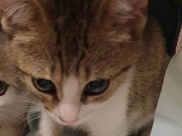 Adozione gatto, femmina, Razza sconosciuta Razza sconosciuta, 2 mesi, taglia non valida, Ravenna
