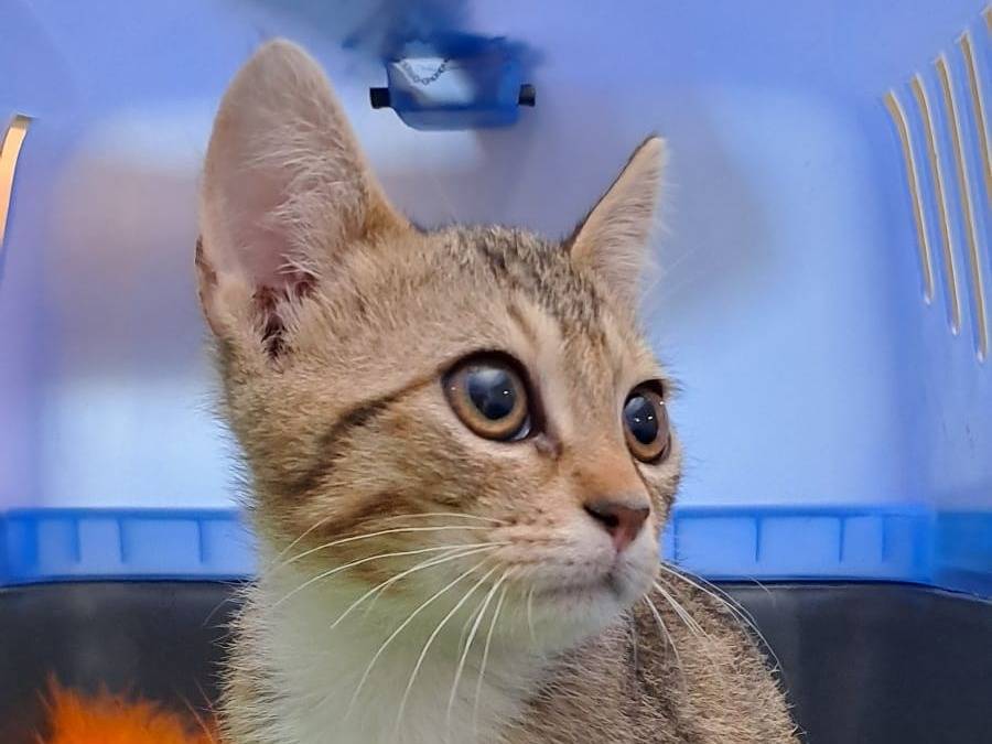 Adozione gatto, maschio, Razza sconosciuta Razza sconosciuta, 2 mesi, taglia non valida, Ravenna