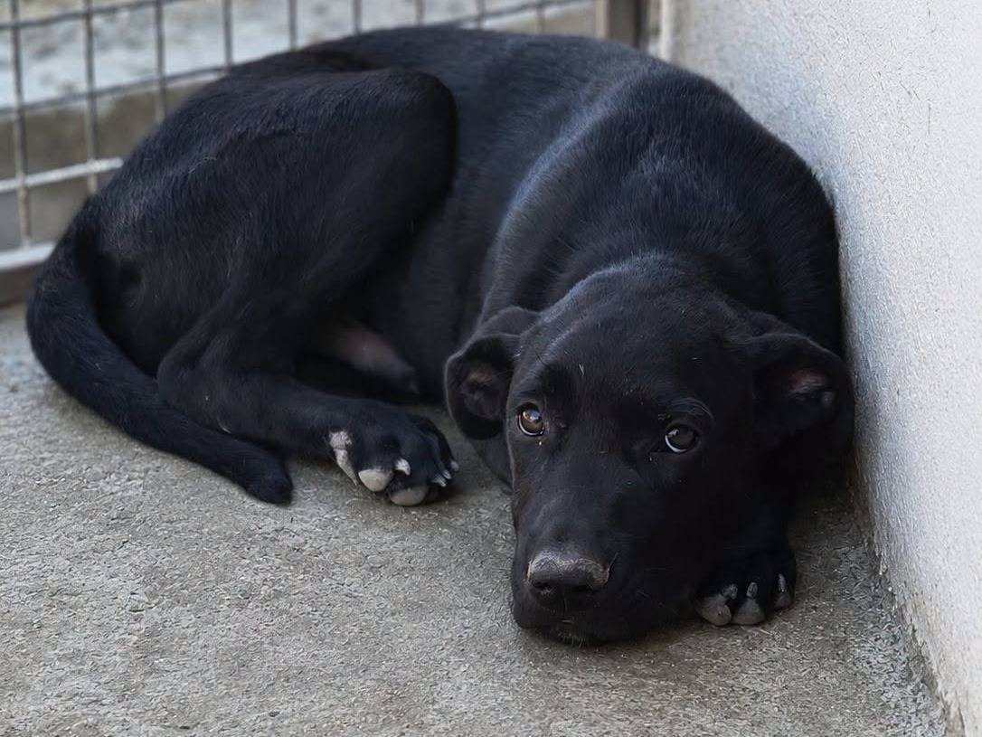 Adozione cane, maschio, Pitbull Razza sconosciuta, 3 mesi, taglia grande, Crotone
