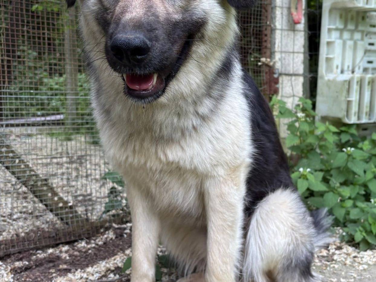 Adozione cane, femmina, Razza sconosciuta Razza sconosciuta, 8 mesi, taglia media contenuta, Avellino