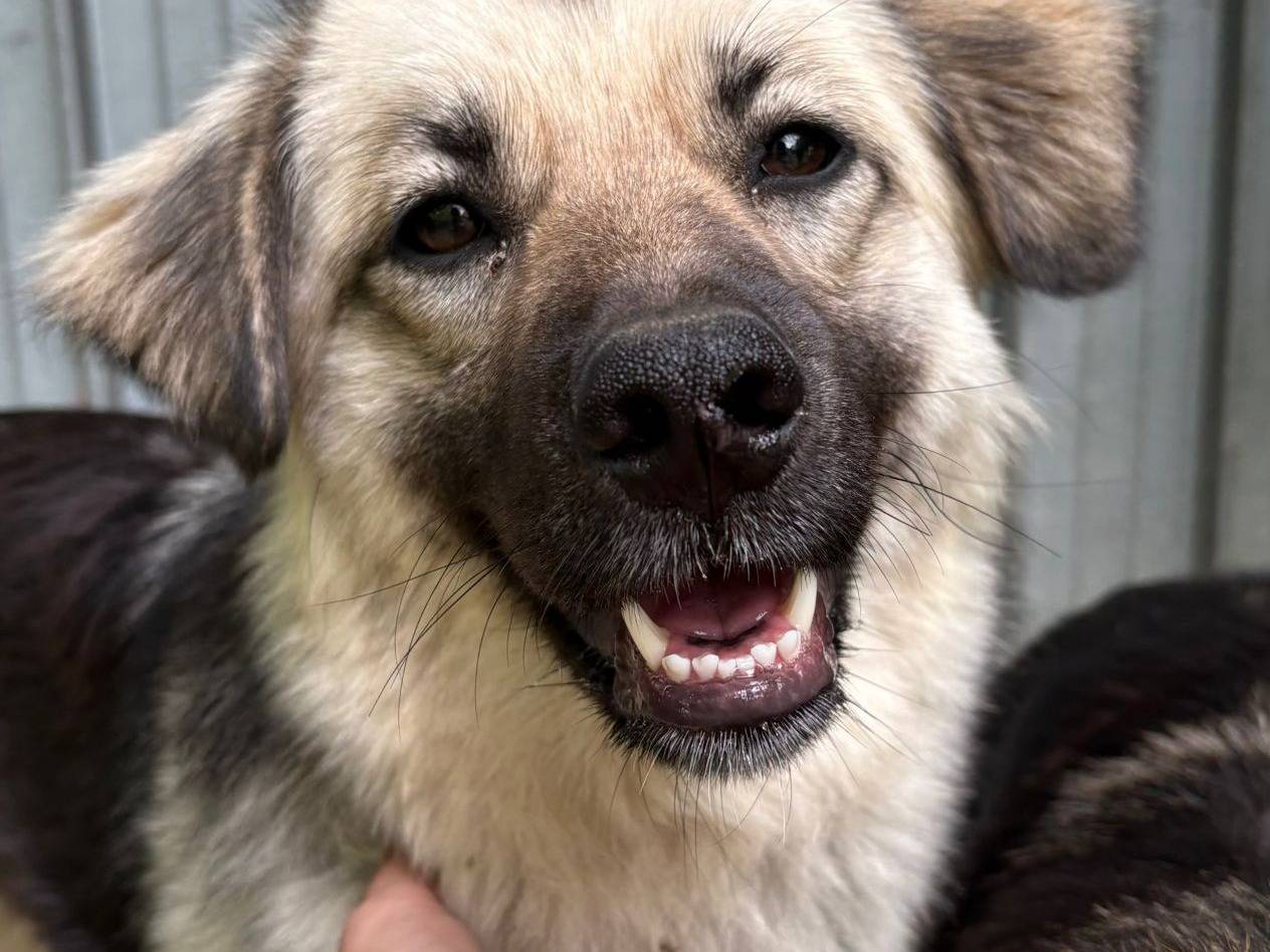 Adotta un cane, femmina, 8 mesi, Avellino