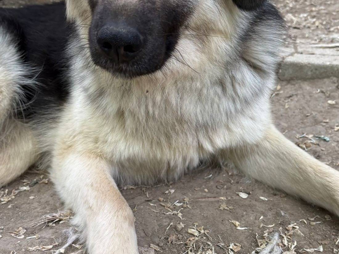 Adotta un cane, taglia media contenuta, femmina, Avellino