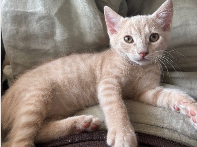 Adozione gatto, femmina, Razza sconosciuta Razza sconosciuta, 2 mesi, taglia non valida, Treviso
