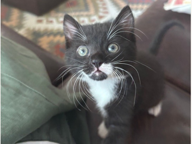 Adozione gatto, maschio, Razza sconosciuta Razza sconosciuta, 2 mesi, taglia non valida, Treviso