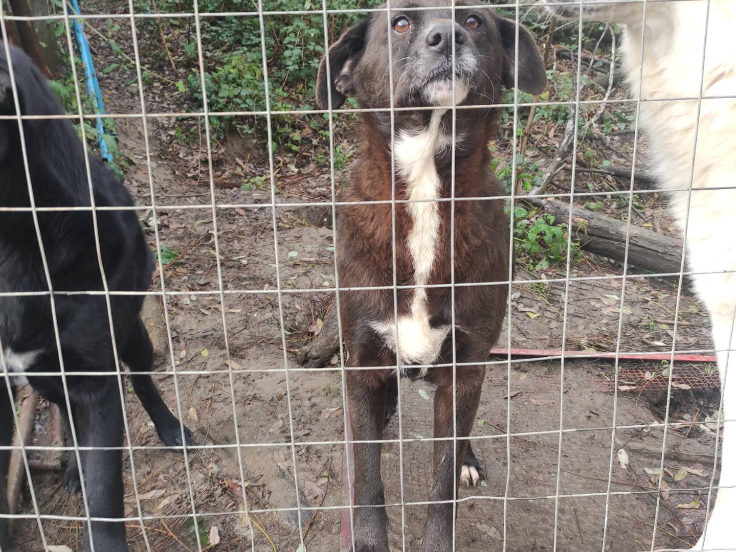 Adozione cane, femmina, Razza sconosciuta Razza sconosciuta, 8 anni e 7 mesi, taglia media contenuta, Avellino