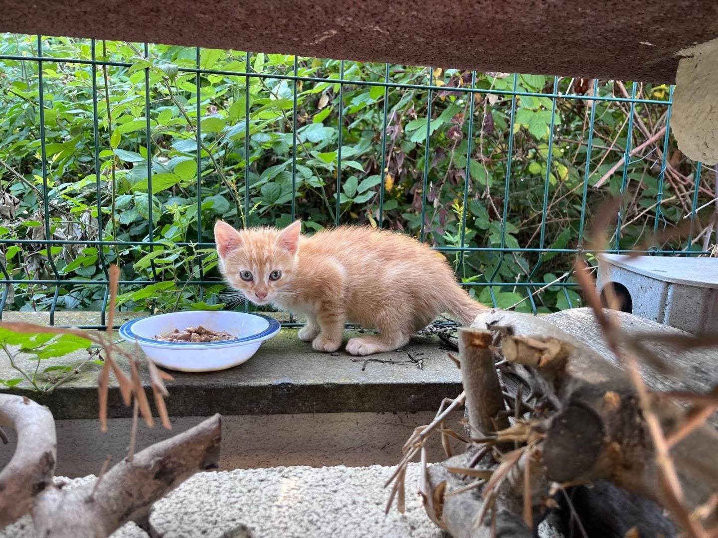Adozione gatto, maschio, Razza sconosciuta Razza sconosciuta, 3 mesi, taglia non valida, Roma