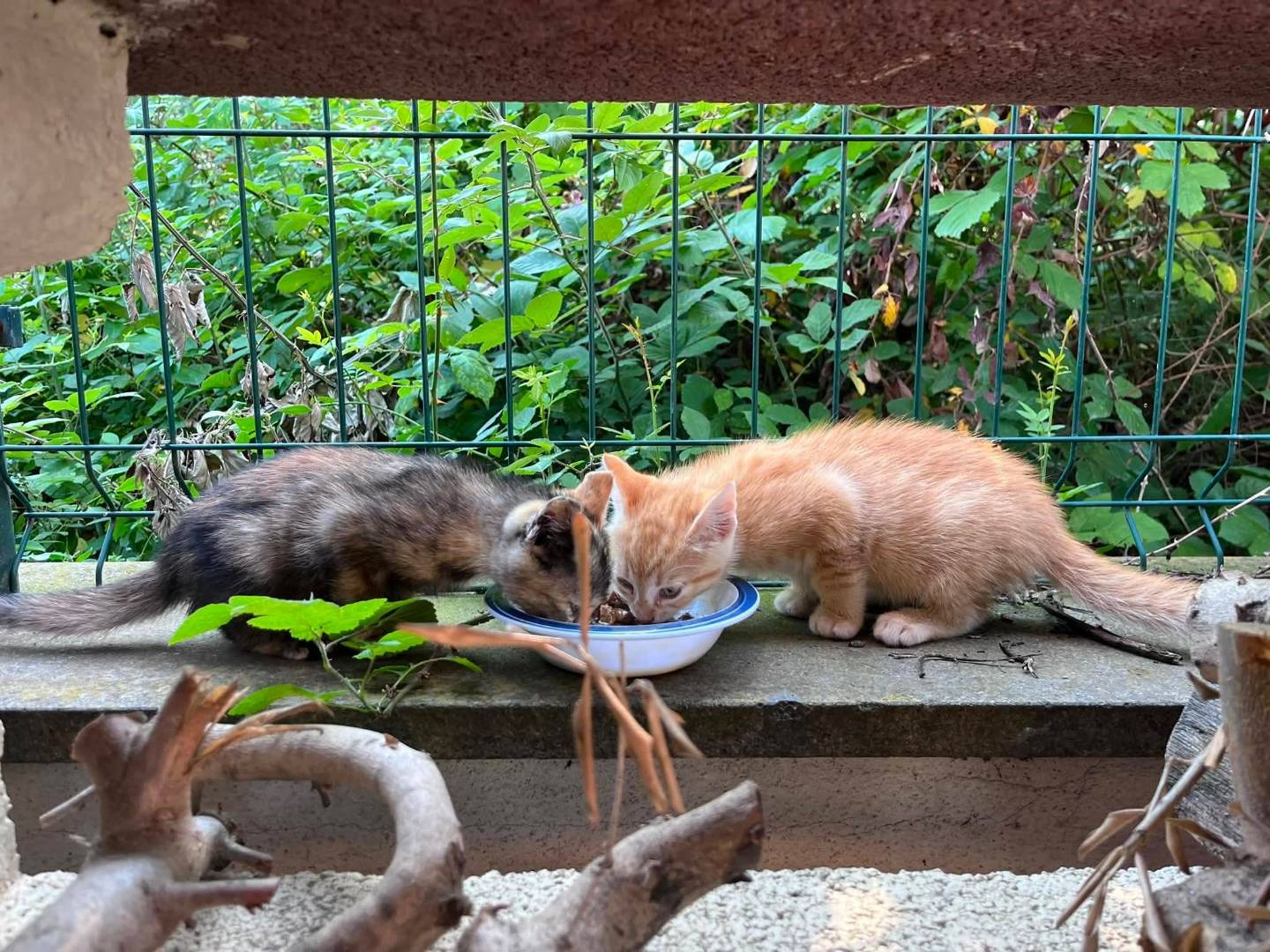 Adotta un gatto, maschio, 3 mesi, Roma