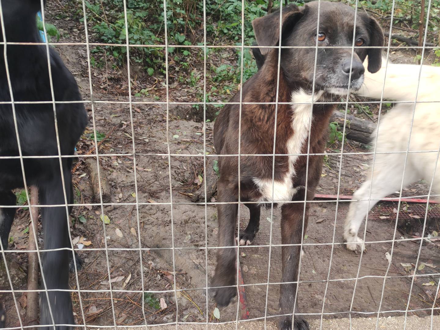 Adotta un cane, femmina, 8 anni e 7 mesi, Avellino