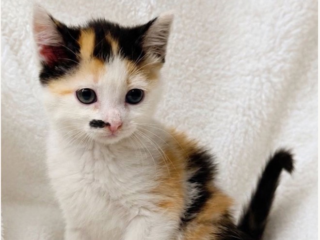 Adozione gatto, femmina, Razza sconosciuta Razza sconosciuta, 2 mesi, taglia non valida, Treviso