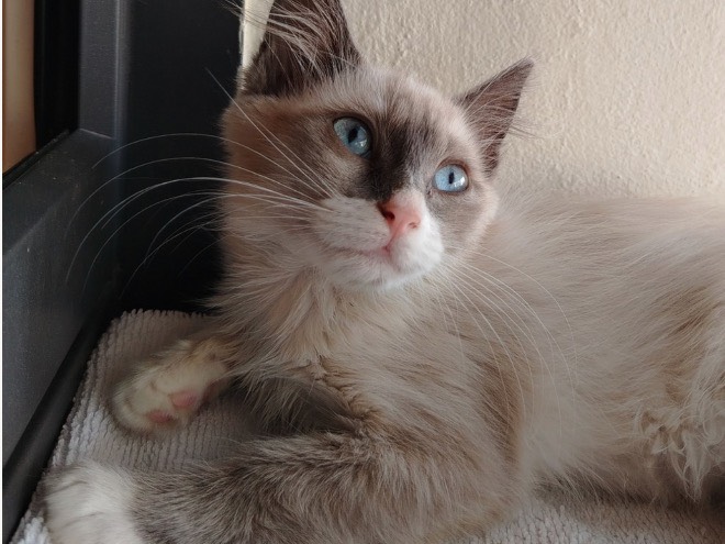 Adozione gatto, maschio, Razza sconosciuta Razza sconosciuta, 2 mesi, taglia non valida, Treviso