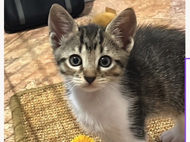 Adozione gatto, maschio, Razza sconosciuta Razza sconosciuta, 2 mesi, taglia non valida, Trapani