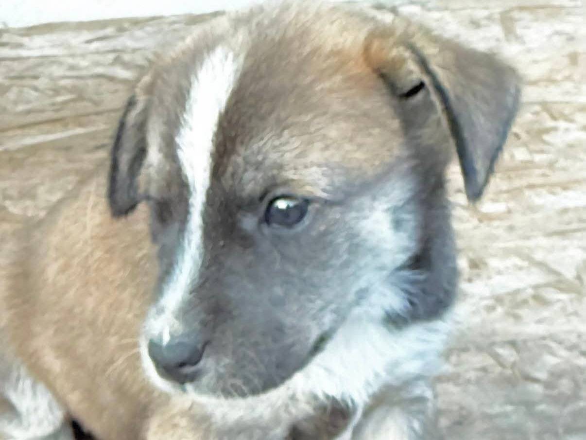 Adozione cane, maschio, Razza sconosciuta Razza sconosciuta, 2 mesi, taglia piccola, Roma