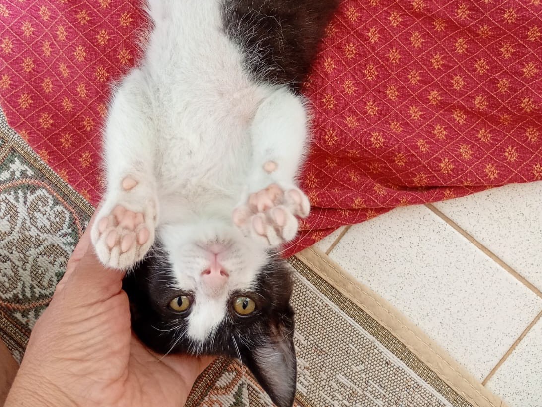 Adozione gatto, maschio, Razza sconosciuta Razza sconosciuta, 3 mesi, taglia non valida, Bergamo