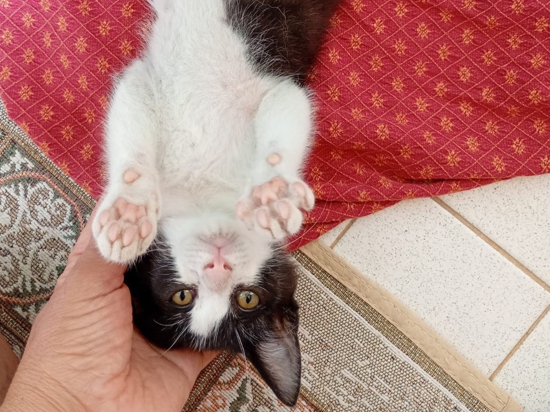 Adozione gatto, maschio, Razza sconosciuta Razza sconosciuta, 3 mesi, taglia non valida, Genova