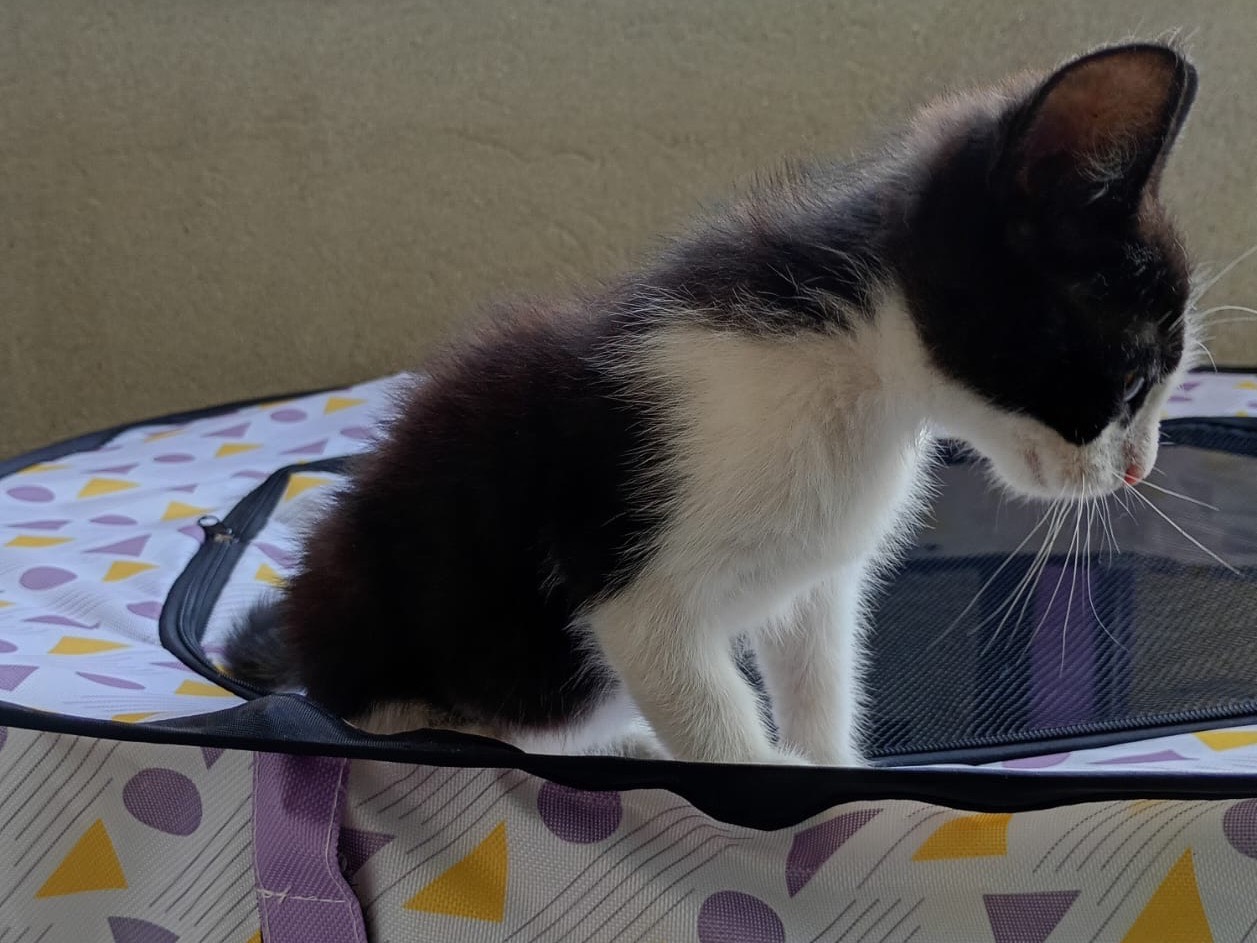 Adotta un gatto, maschio, 3 mesi, Genova