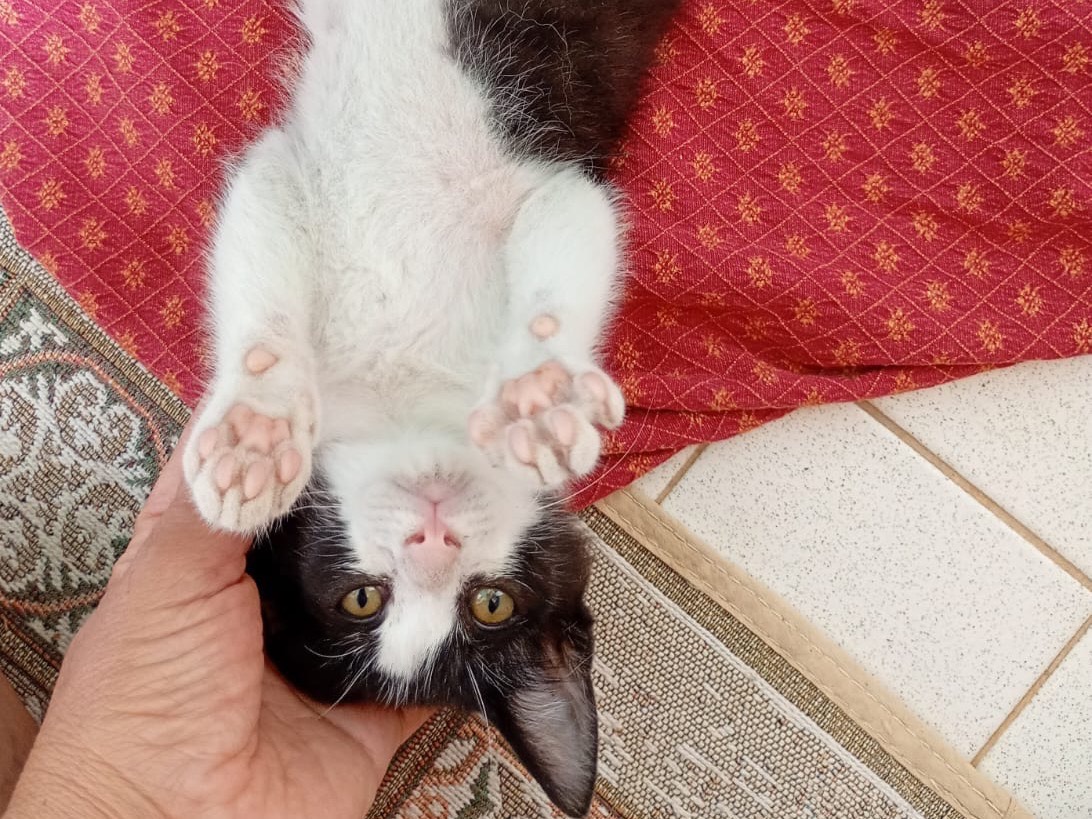 Adozione gatto, maschio, Razza sconosciuta Razza sconosciuta, 3 mesi, taglia non valida, Alessandria